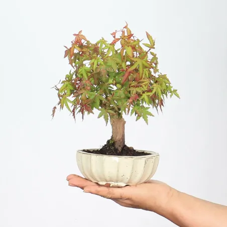 Palmatum Shohin Maple Bonsai APS-1-2