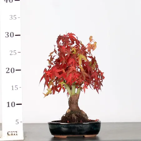 image supplémentaire - ACER PALMATUM SHOHIN 1-4