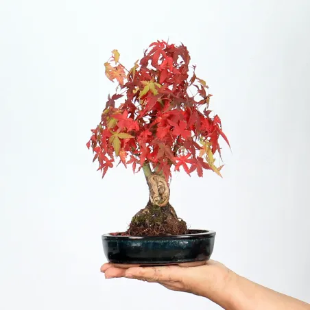 Bonsai Erable Palmatum APS-1-4