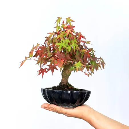 image supplémentaire - ACER PALMATUM SHOHIN 2-5