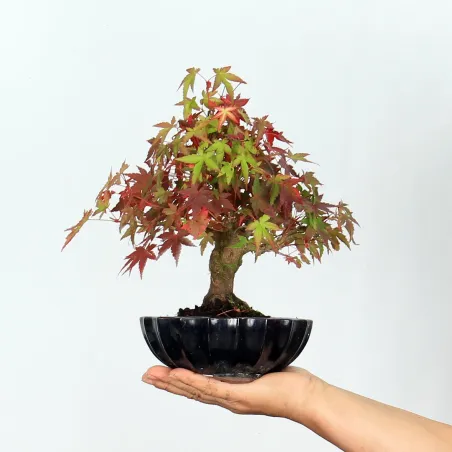 Bonsai Erable Palmatum APS-2-5