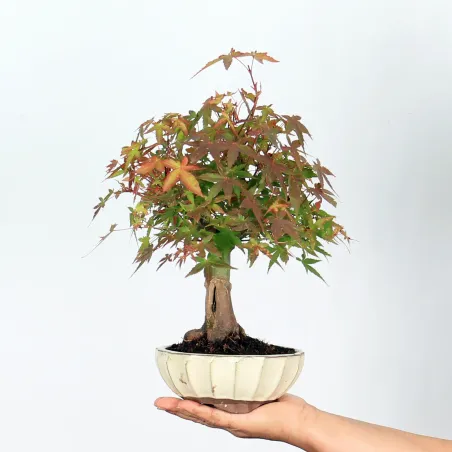 Bonsai Erable Palmatum APS-2-6