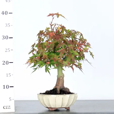 image supplémentaire - ACER PALMATUM SHOHIN 2-6