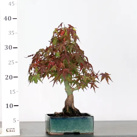 image supplémentaire - ACER PALMATUM SHOHIN 2-7