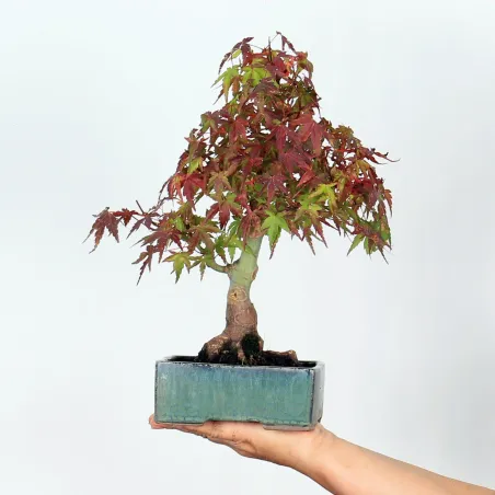 Palmatum Maple Bonsai APS-2-7