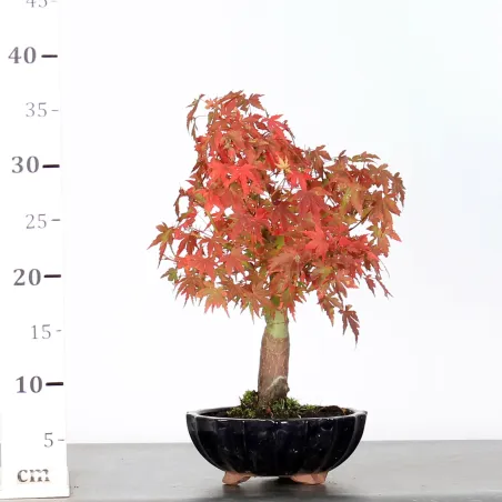 image supplémentaire - ACER PALMATUM SHOHIN 2-8