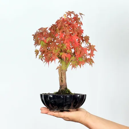 Palmatum Maple Bonsai APS-2-8