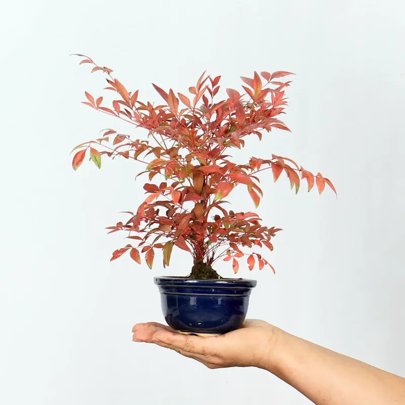 Bonsai Nandina "bambou sacré"