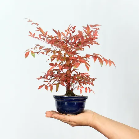 NANDINA "BAMBOU SACRE" 1-1