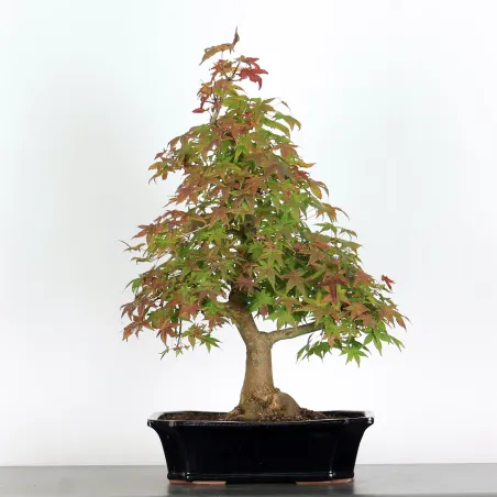 Bonsai Acer Deshojo AD-1-2