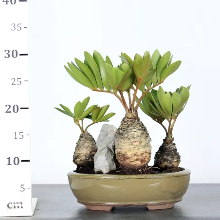 image supplémentaire - ZAMIA 1-6