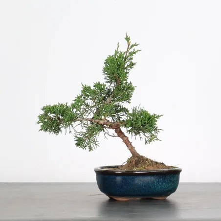 image supplémentaire - KIT BONSAI SHOHIN JUNIPERUS...