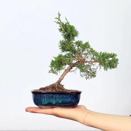 KIT BONSAI SHOHIN JUNIPERUS  1-2