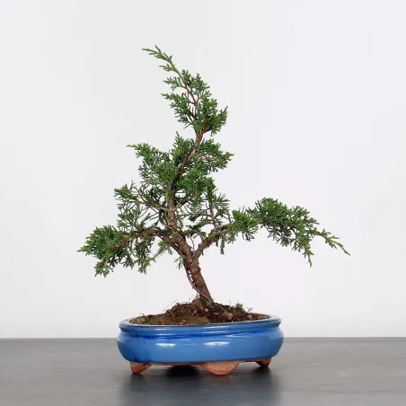 image supplémentaire - JUNIPERUS CHINENSIS SHOHIN 1-7