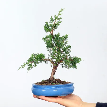 Bonsai juniper shohin