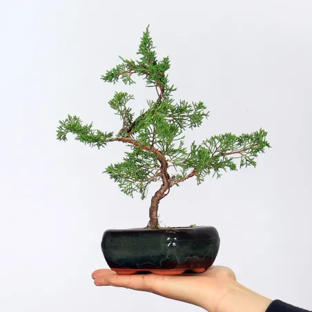 Bonsai Juniper Shohin