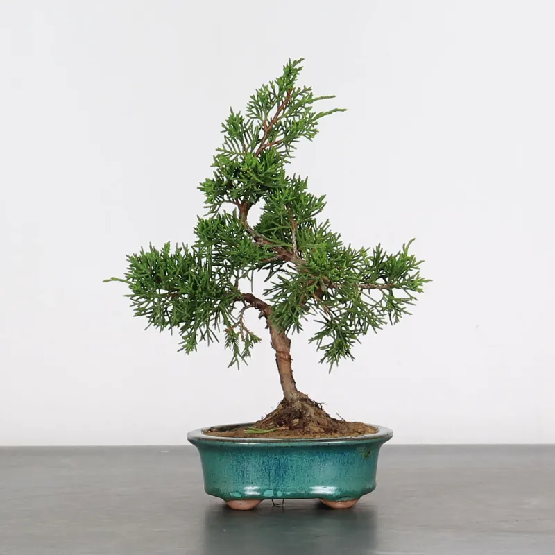 image supplémentaire - JUNIPERUS CHINENSIS SHOHIN...