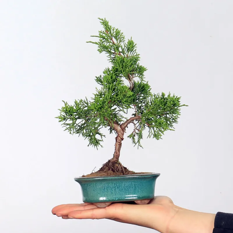 GENÉVRIER SHOHIN "JUNIPERUS CHINENSIS ITOIGAWA" 1-10