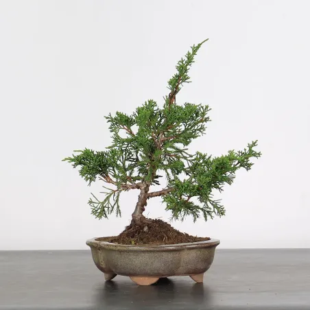 image supplémentaire - JUNIPERUS CHINENSIS SHOHIN...