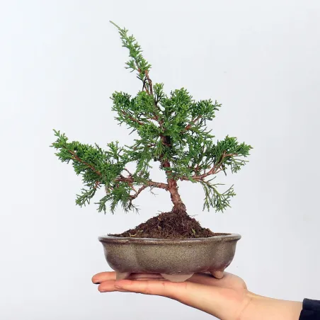 JUNIPERUS CHINENSIS SHOHIN 1-14