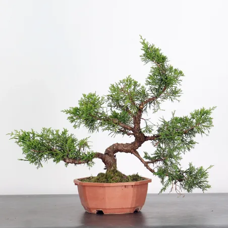 GENÉVRIER SHOHIN "JUNIPERUS CHINENSIS KISHU" 1-16