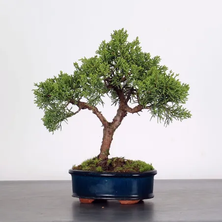 image supplémentaire - JUNIPERUS CHINENSIS SHOHIN 2-5