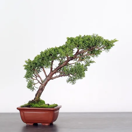 GENÉVRIER SHOHIN "JUNIPERUS CHINENSIS KISHU" 2-6