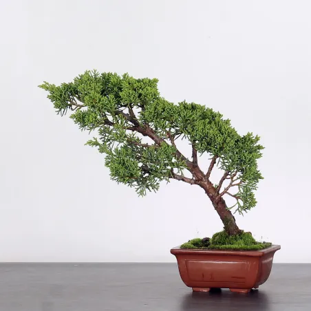 image supplémentaire - JUNIPERUS CHINENSIS SHOHIN 2-6