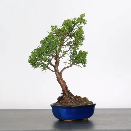 SHOHIN, "JUNIPERUS ITOIGAWA, 2-9