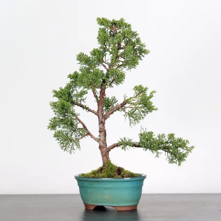 GENÉVRIER SHOHIN "JUNIPERUS CHINENSIS KISHU" 2-10