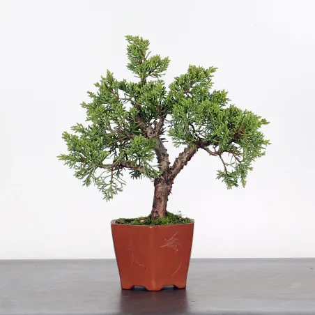 GENÉVRIER SHOHIN "JUNIPERUS CHINENSIS KISHU" 2-11