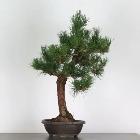 image supplémentaire - BONSAI PINUS THUNBERGII 1-5