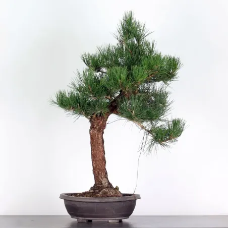 BONSAI PINUS THUNBERGII 1-5