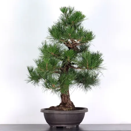 image supplémentaire - BONSAI PINUS THUNBERGII 1-6