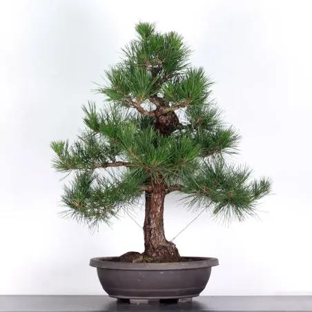 BONSAI PINUS THUNBERGII 1-6