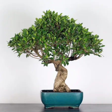 image supplémentaire - FICUS NITIDA 1-1