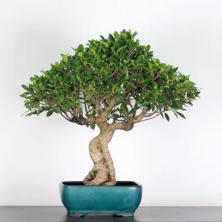 FICUS NITIDA 1-1