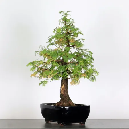 Bonsai METASEQUOIA ME-1-4