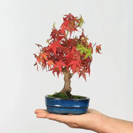 Bonsai Acer Palmatum Shohin APS-1-1