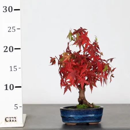 image supplémentaire - ACER PALMATUM SHOHIN 1-1