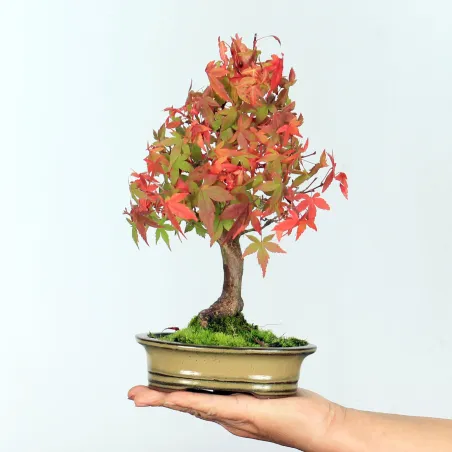 Palmatum Shohin Maple Bonsai APS-1-2