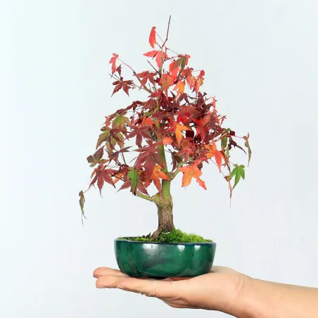 Maple Bonsai Palmatum APS-1-3