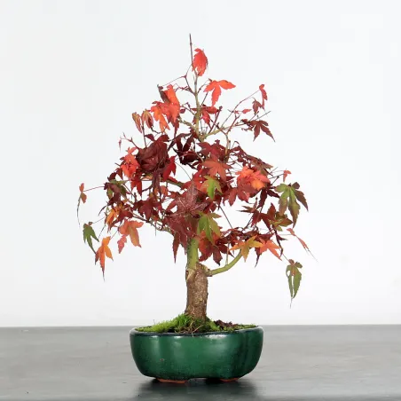 image supplémentaire - ACER PALMATUM SHOHIN 1-3