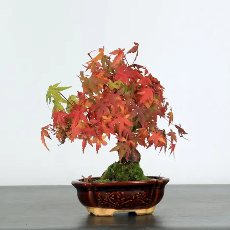 image supplémentaire - ACER PALMATUM SHOHIN 2-10