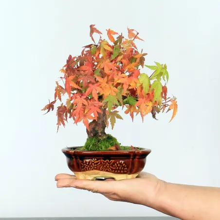 Bonsai Erable Palmatum APS-2-10