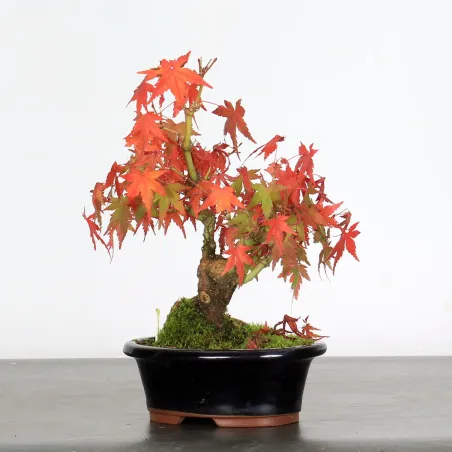 image supplémentaire - ACER PALMATUM SHOHIN 2-11