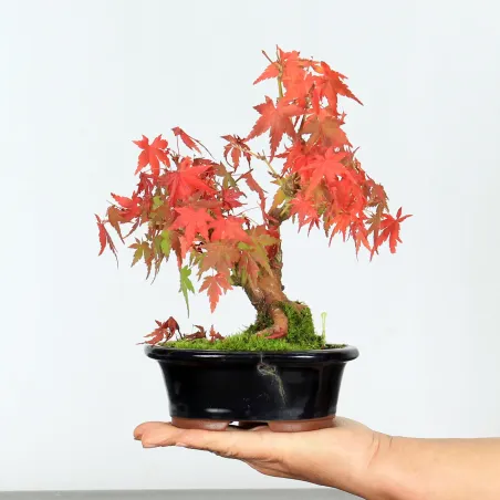 Bonsai Erable Palmatum APS-2-11