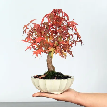 Palmatum Maple Bonsai APS-2-12