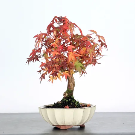 image supplémentaire - ACER PALMATUM SHOHIN 2-12