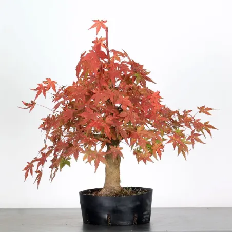 ACER PALMATUM AP-1-4